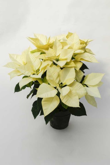 12 Poinsettias For Holiday Growing