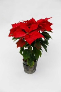 12 Poinsettias For Holiday Growing
