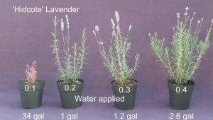 Figure 1. 'Hidcote' Lavender