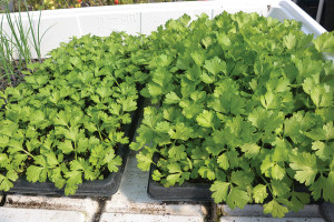 Feasibility Of Hydroponic Celery Production