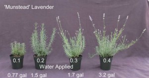 Figure 2. 'Munstead' Lavender