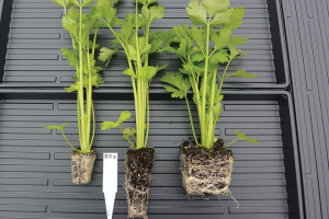 Feasibility Of Hydroponic Celery Production
