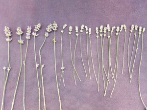 Figure 3. 'Hidcote' Lavender Flowers