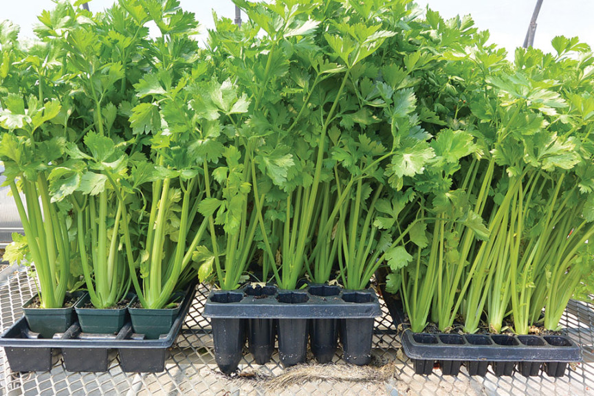 Feasibility Of Hydroponic Celery Production