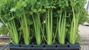Feasibility Of Hydroponic  Celery Production