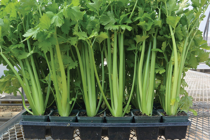Feasibility Of Hydroponic Celery Production
