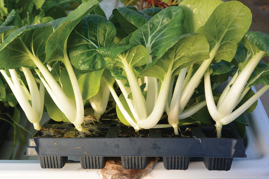 Feasibility Of Hydroponic Celery Production