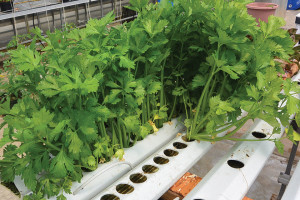 Feasibility Of Hydroponic Celery Production