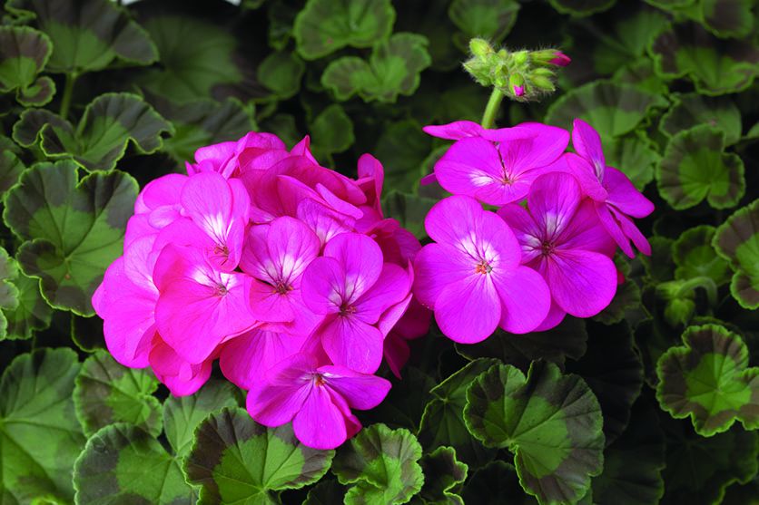 Geranium 'Pinto Premium Lavender Rose' (2015 Top 10 Performing Annuals at the University of Minnesota Field Trials)