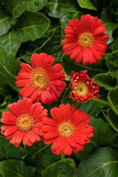 Gerbera daisy ‘Hello! Miss Scarlet’ from Proven Winners