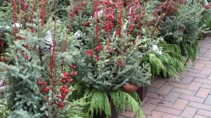 Christmas 2015: Fresh Greens And Personal Gifts Were A Hit For Garden Retailers