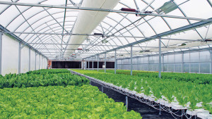 Growers Supply Hosting Controlled Environment Agriculture Workshop In Connecticut In June