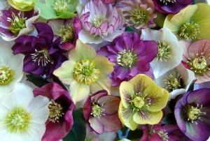 16 New Holiday Crop Alternatives For The Greenhouse
