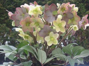 16 New Holiday Crop Alternatives For The Greenhouse