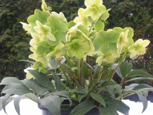 16 New Holiday Crop Alternatives For The Greenhouse