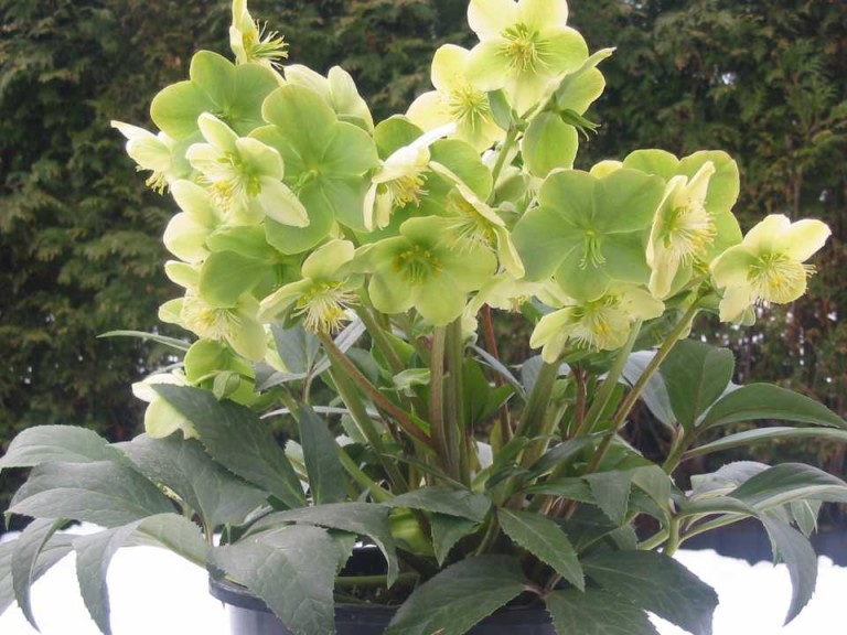 16 New Holiday Crop Alternatives For The Greenhouse