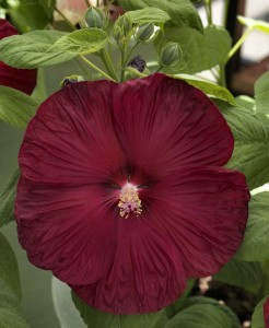 15 Flowering Foliage And Tropical Plants For The Home And Garden