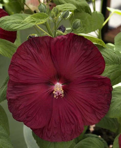 15 Flowering Foliage And Tropical Plants For The Home And Garden