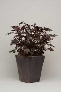 15 Flowering Foliage And Tropical Plants For The Home And Garden