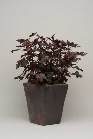 15 Flowering Foliage And Tropical Plants For The Home And Garden