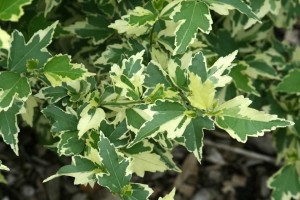 15 Flowering Foliage And Tropical Plants For The Home And Garden