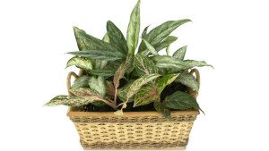 How To Improve Consumer Interest In Indoor Foliage Plants