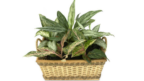 How To Improve Consumer Interest In Indoor Foliage Plants