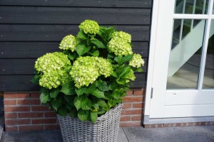 16 New Holiday Crop Alternatives For The Greenhouse