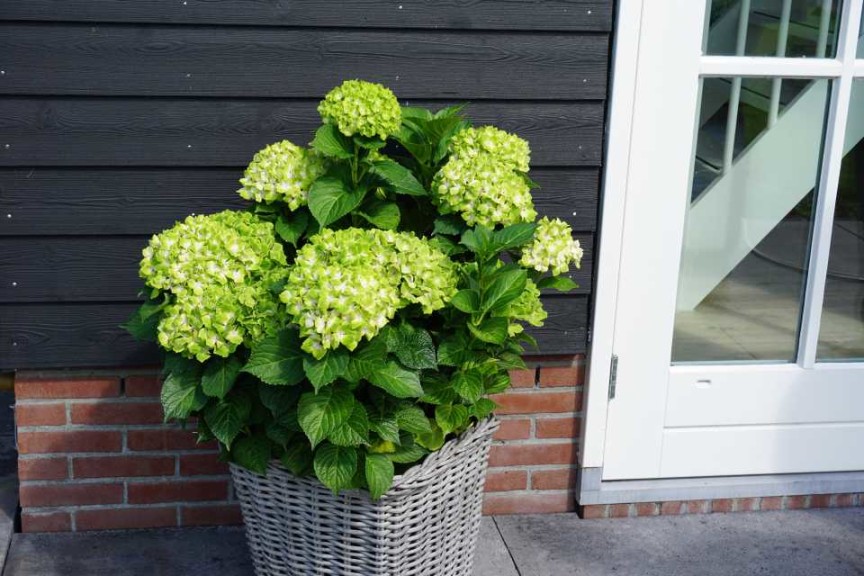 16 New Holiday Crop Alternatives For The Greenhouse