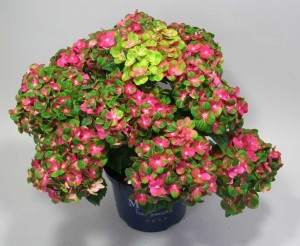 16 New Holiday Crop Alternatives For The Greenhouse