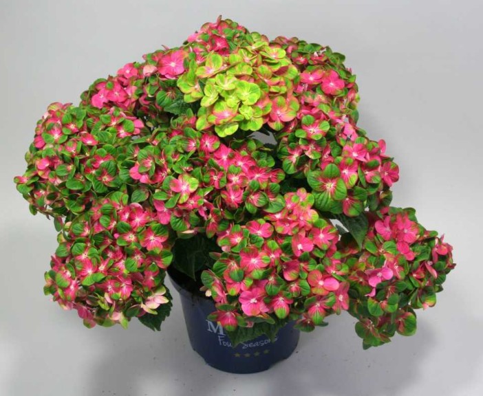 16 New Holiday Crop Alternatives For The Greenhouse