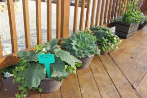 Costa Farms Season Premier 2016