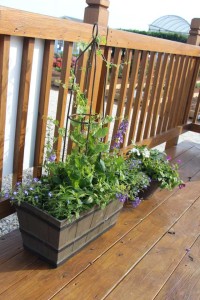 Costa Farms Season Premier 2016