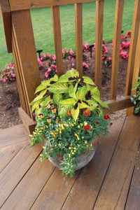 Costa Farms Season Premier 2016