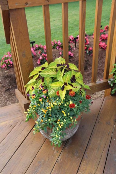 Costa Farms Season Premier 2016