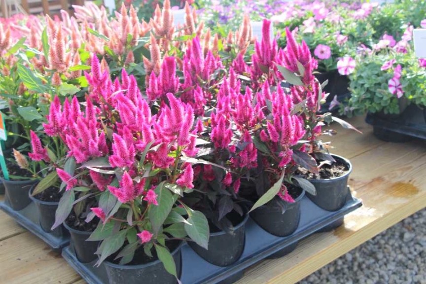 Costa Farms Season Premier 2016