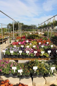 Costa Farms Season Premier 2016