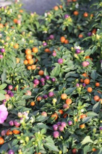 Costa Farms Season Premier 2016