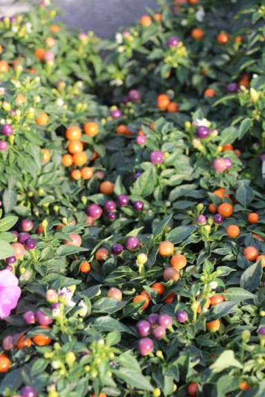 Costa Farms Season Premier 2016