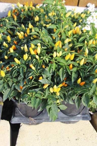 Costa Farms Season Premier 2016