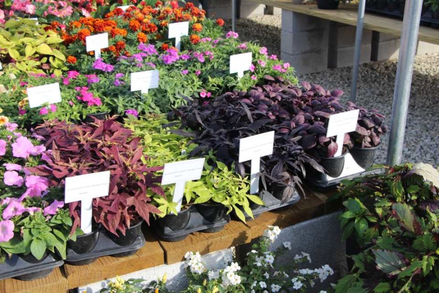 Costa Farms Season Premier 2016