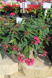 Costa Farms Season Premier 2016