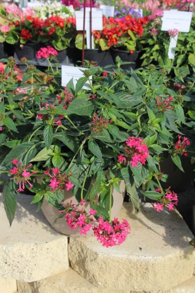 Costa Farms Season Premier 2016