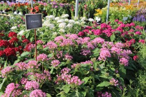 Costa Farms Season Premier 2016