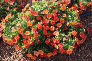 Costa Farms Season Premier 2016