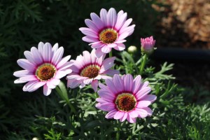 Costa Farms Season Premier 2016