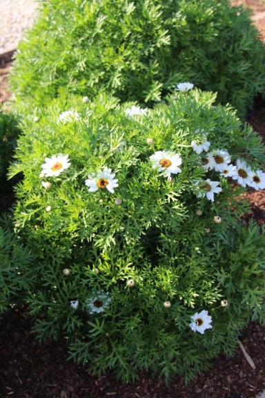 Costa Farms Season Premier 2016