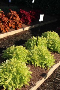 Costa Farms Season Premier 2016