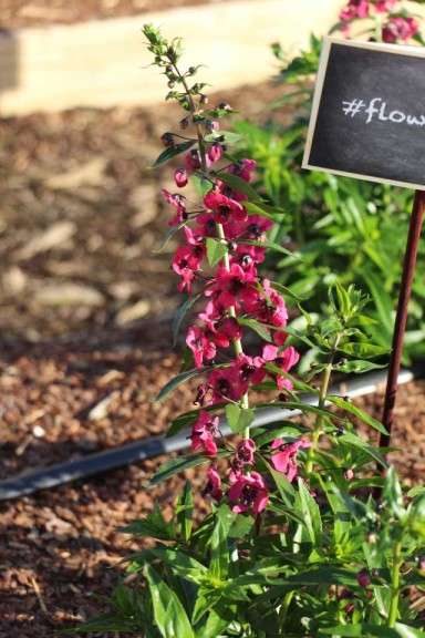 Costa Farms Season Premier 2016