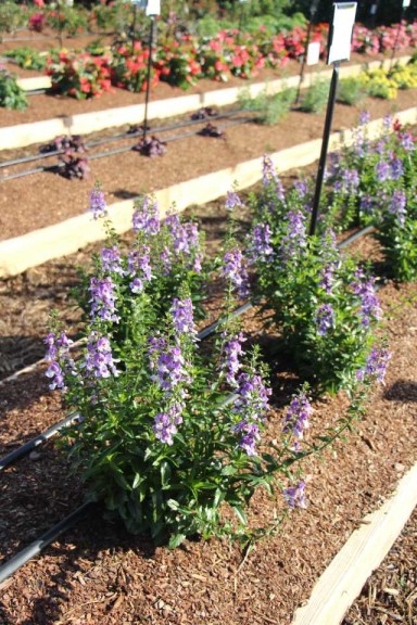 Costa Farms Season Premier 2016